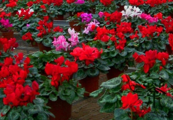 Cyclamen Persicum, Persian Cyclamen Seed 200 PCS, Florist's Cyclamen Xiankelai