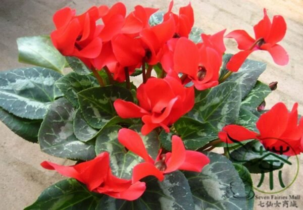 Cyclamen Persicum, Persian Cyclamen Seed 200 PCS, Florist's Cyclamen Xiankelai - Image 4