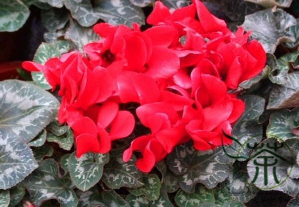 Cyclamen Persicum, Persian Cyclamen Seed 200 PCS, Florist's Cyclamen Xiankelai - Image 5