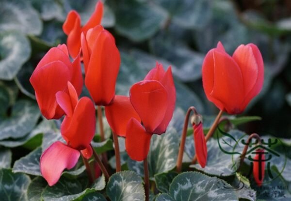 Cyclamen Persicum, Persian Cyclamen Seed 200 PCS, Florist's Cyclamen Xiankelai - Image 6