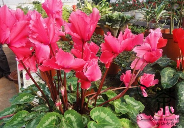 Cyclamen Persicum, Persian Cyclamen Seed 200 PCS, Florist's Cyclamen Xiankelai - Image 7