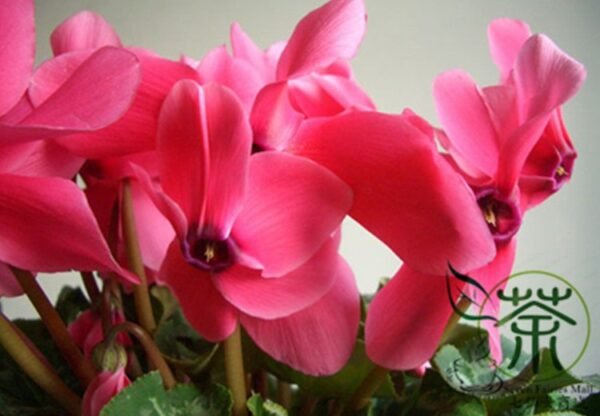 Cyclamen Persicum, Persian Cyclamen Seed 200 PCS, Florist's Cyclamen Xiankelai - Image 8