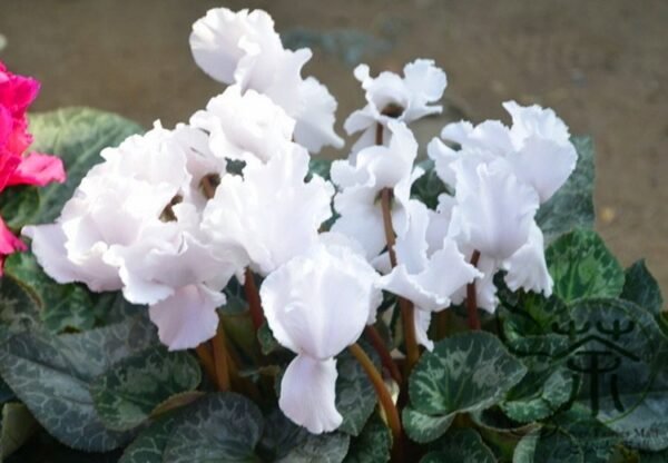 Cyclamen Persicum, Persian Cyclamen Seed 200 PCS, Florist's Cyclamen Xiankelai - Image 9