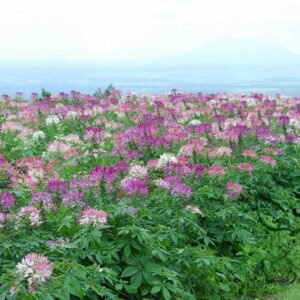 Cleome Hassleriana, Spider Flower Seed 2000 PCS, Pink Queen Zuidiehua