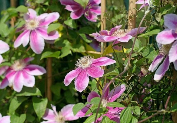 Clematis Florida, Clematis Hybridas Seed 1000 PCS, Tiexianlian - Image 2