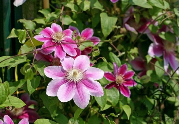 Clematis Florida, Clematis Hybridas Seed 1000 PCS, Tiexianlian - Image 3