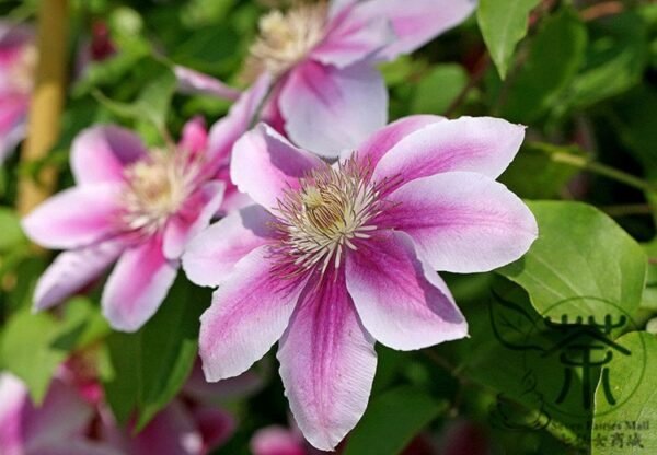 Clematis Florida, Clematis Hybridas Seed 1000 PCS, Tiexianlian - Image 4