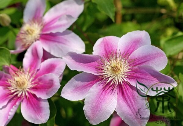 Clematis Florida, Clematis Hybridas Seed 1000 PCS, Tiexianlian - Image 5