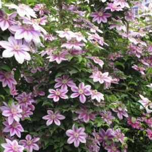 Clematis Florida, Clematis Hybridas Seed 1000 PCS, Tiexianlian