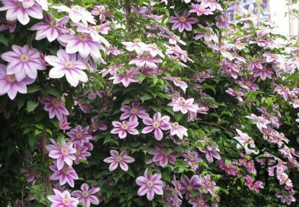 Clematis Florida, Clematis Hybridas Seed 1000 PCS, Tiexianlian