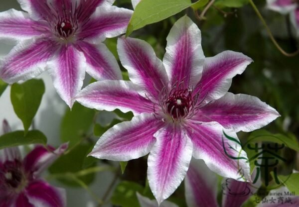 Clematis Florida, Clematis Hybridas Seed 1000 PCS, Tiexianlian - Image 6