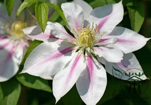 Clematis Florida, Clematis Hybridas Seed 1000 PCS, Tiexianlian - Image 7