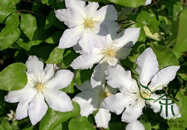 Clematis Florida, Clematis Hybridas Seed 1000 PCS, Tiexianlian - Image 8