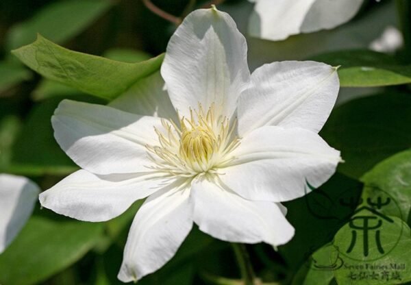 Clematis Florida, Clematis Hybridas Seed 1000 PCS, Tiexianlian - Image 9