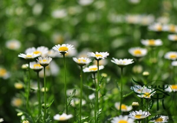 Chrysanthemum Paludosum, Chrysanthemum Parthenium Seed 3000 PCS, Baijingju - Image 2