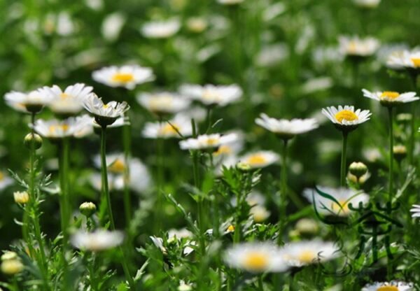 Chrysanthemum Paludosum, Chrysanthemum Parthenium Seed 3000 PCS, Baijingju - Image 3