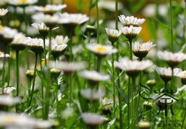 Chrysanthemum Paludosum, Chrysanthemum Parthenium Seed 3000 PCS, Baijingju - Image 4