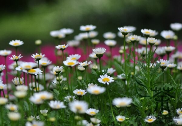 Chrysanthemum Paludosum, Chrysanthemum Parthenium Seed 3000 PCS, Baijingju - Image 6