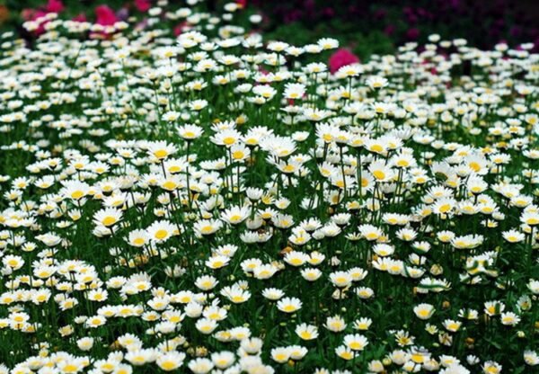 Chrysanthemum Paludosum, Chrysanthemum Parthenium Seed 3000 PCS, Baijingju - Image 9