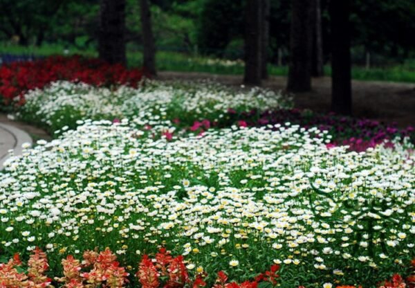 Chrysanthemum Paludosum, Chrysanthemum Parthenium Seed 3000 PCS, Baijingju