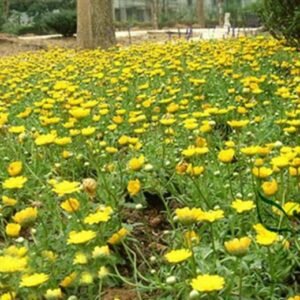 Chrysanthemum Multicaule, Yellow Daisy Seed 3000 PCS, Huangjingju