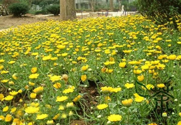 Chrysanthemum Multicaule, Yellow Daisy Seed 3000 PCS, Huangjingju