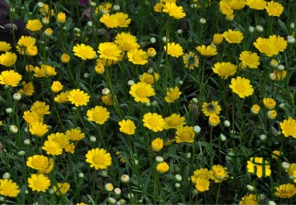 Chrysanthemum Multicaule, Yellow Daisy Seed 3000 PCS, Huangjingju - Image 5