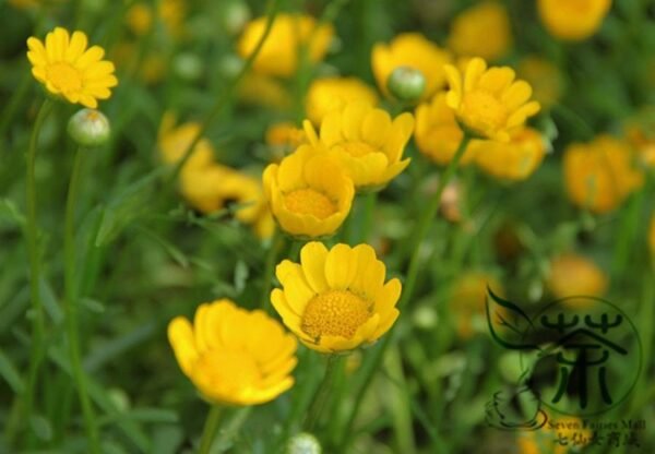 Chrysanthemum Multicaule, Yellow Daisy Seed 3000 PCS, Huangjingju - Image 7