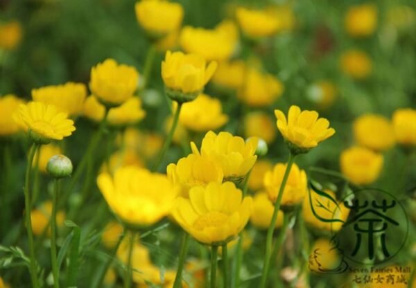 Chrysanthemum Multicaule, Yellow Daisy Seed 3000 PCS, Huangjingju - Image 8