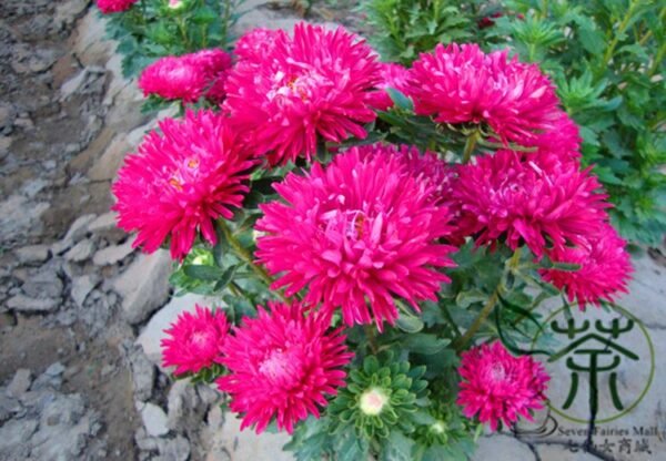 China Aster, Callistephus Chinensis Seed 2000 PCS, Cuiju - Image 3