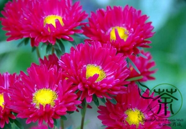 China Aster, Callistephus Chinensis Seed 2000 PCS, Cuiju - Image 4