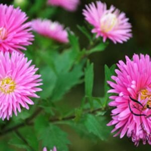 China Aster, Callistephus Chinensis Seed 2000 PCS, Cuiju