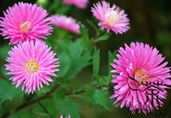 China Aster, Callistephus Chinensis Seed 2000 PCS, Cuiju