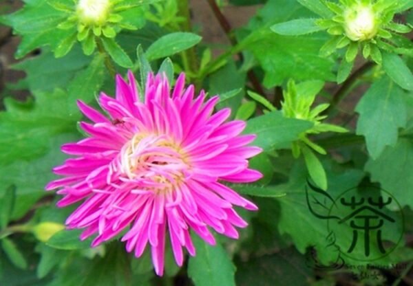 China Aster, Callistephus Chinensis Seed 2000 PCS, Cuiju - Image 6