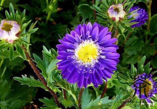 China Aster, Callistephus Chinensis Seed 2000 PCS, Cuiju - Image 7