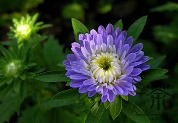 China Aster, Callistephus Chinensis Seed 2000 PCS, Cuiju - Image 8