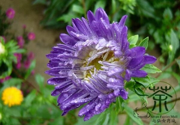 China Aster, Callistephus Chinensis Seed 2000 PCS, Cuiju - Image 9