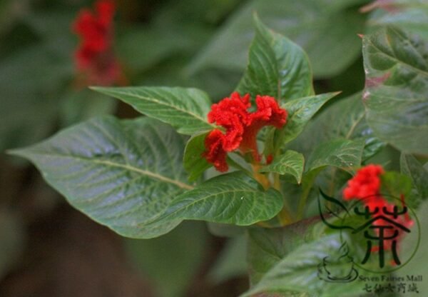 Celosia Cristata, Chi Kuan Cockscomb Seed 2000 PCS, Jiguanhua - Image 2