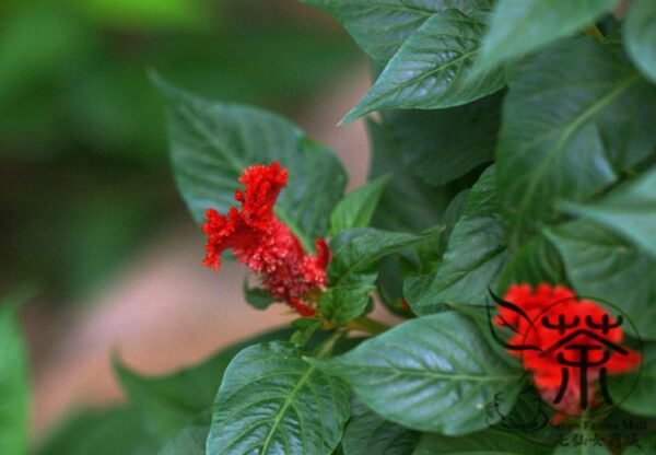 Celosia Cristata, Chi Kuan Cockscomb Seed 2000 PCS, Jiguanhua - Image 3