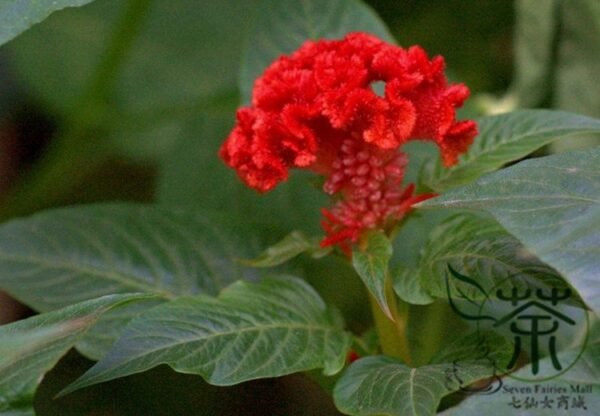 Celosia Cristata, Chi Kuan Cockscomb Seed 2000 PCS, Jiguanhua - Image 4