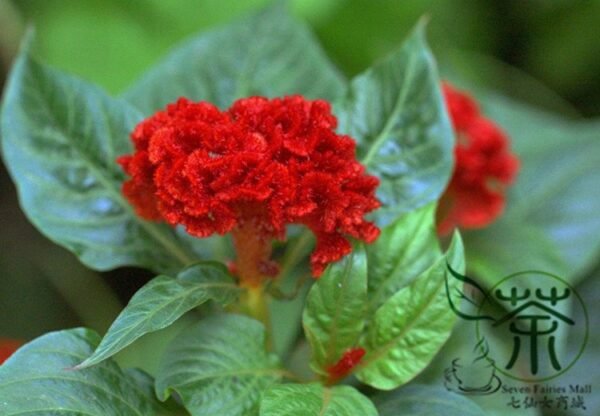 Celosia Cristata, Chi Kuan Cockscomb Seed 2000 PCS, Jiguanhua - Image 5