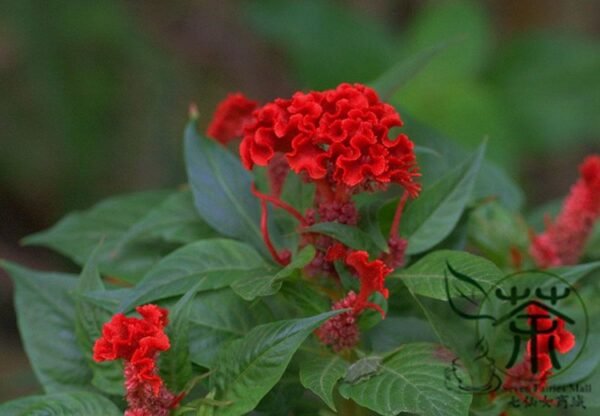 Celosia Cristata, Chi Kuan Cockscomb Seed 2000 PCS, Jiguanhua - Image 6