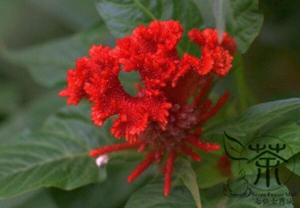 Celosia Cristata, Chi Kuan Cockscomb Seed 2000 PCS, Jiguanhua - Image 7