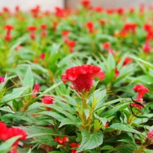 Celosia Cristata, Chi Kuan Cockscomb Seed 2000 PCS, Jiguanhua