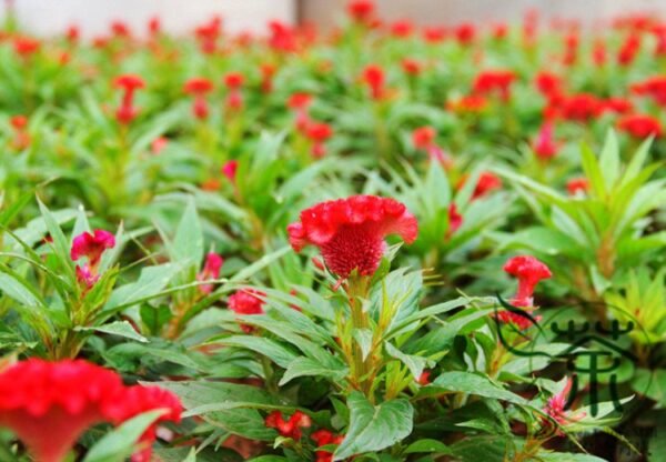 Celosia Cristata, Chi Kuan Cockscomb Seed 2000 PCS, Jiguanhua