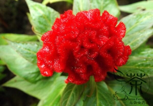 Celosia Cristata, Chi Kuan Cockscomb Seed 2000 PCS, Jiguanhua - Image 8