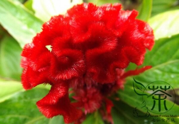 Celosia Cristata, Chi Kuan Cockscomb Seed 2000 PCS, Jiguanhua - Image 9