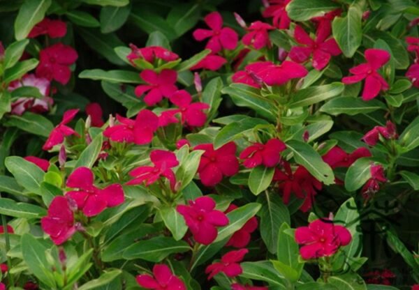 Catharanthus Roseus, Madagascar Periwinkle Seed 1000 PCS, Ririchun - Image 2