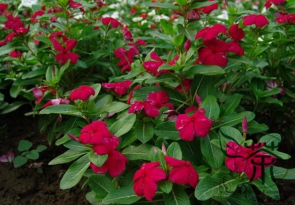 Catharanthus Roseus, Madagascar Periwinkle Seed 1000 PCS, Ririchun - Image 3