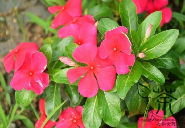 Catharanthus Roseus, Madagascar Periwinkle Seed 1000 PCS, Ririchun - Image 4